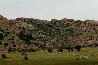 مقتل راعٍ سوداني برصاص عصابة إثيوبية مسلحة في القضارف