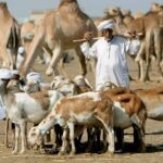 السودان يمثل أفريقيا في قمة الثروة الحيوانية بفرنسا