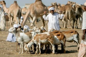 السودان يمثل أفريقيا في قمة الثروة الحيوانية بفرنسا