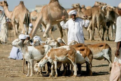 السودان يمثل أفريقيا في قمة الثروة الحيوانية بفرنسا