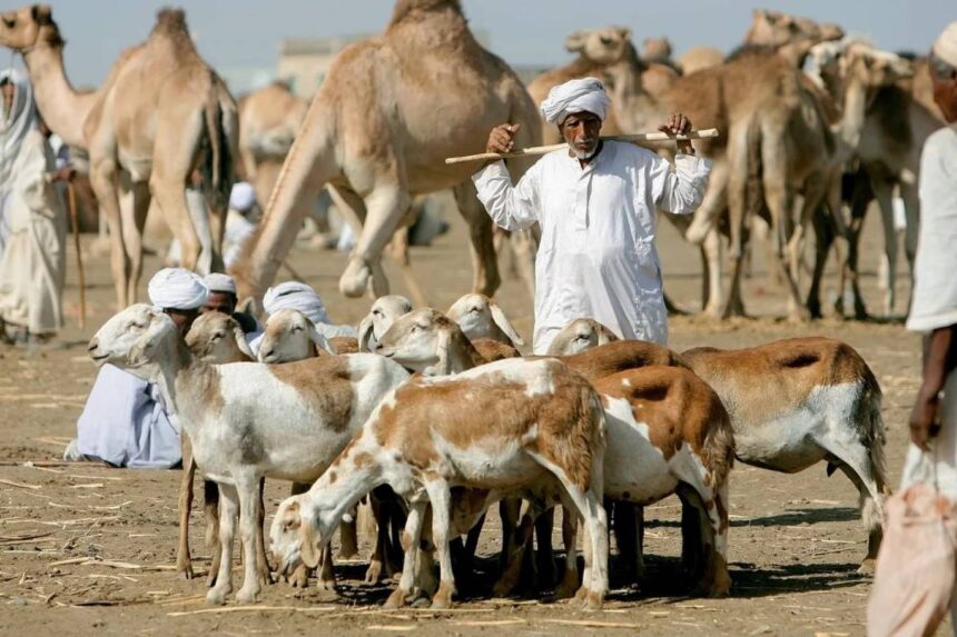السودان يمثل أفريقيا في قمة الثروة الحيوانية بفرنسا